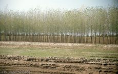 China (167 von 257).jpg